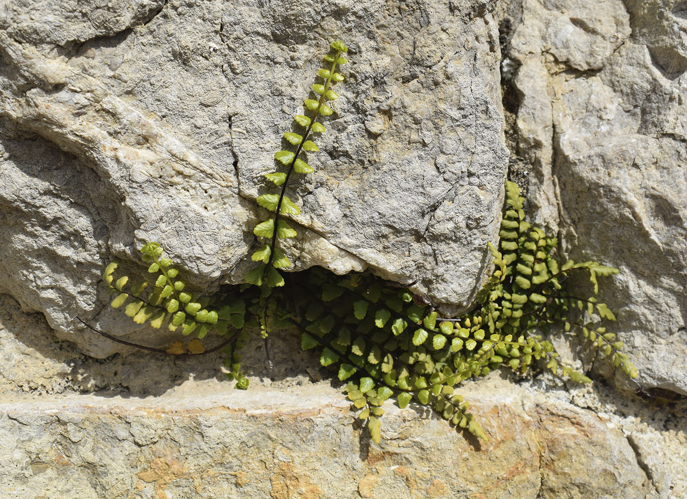 Изображение особи Asplenium trichomanes.