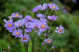 Aster tataricus