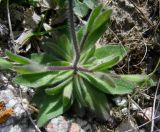 Draba stenocarpa