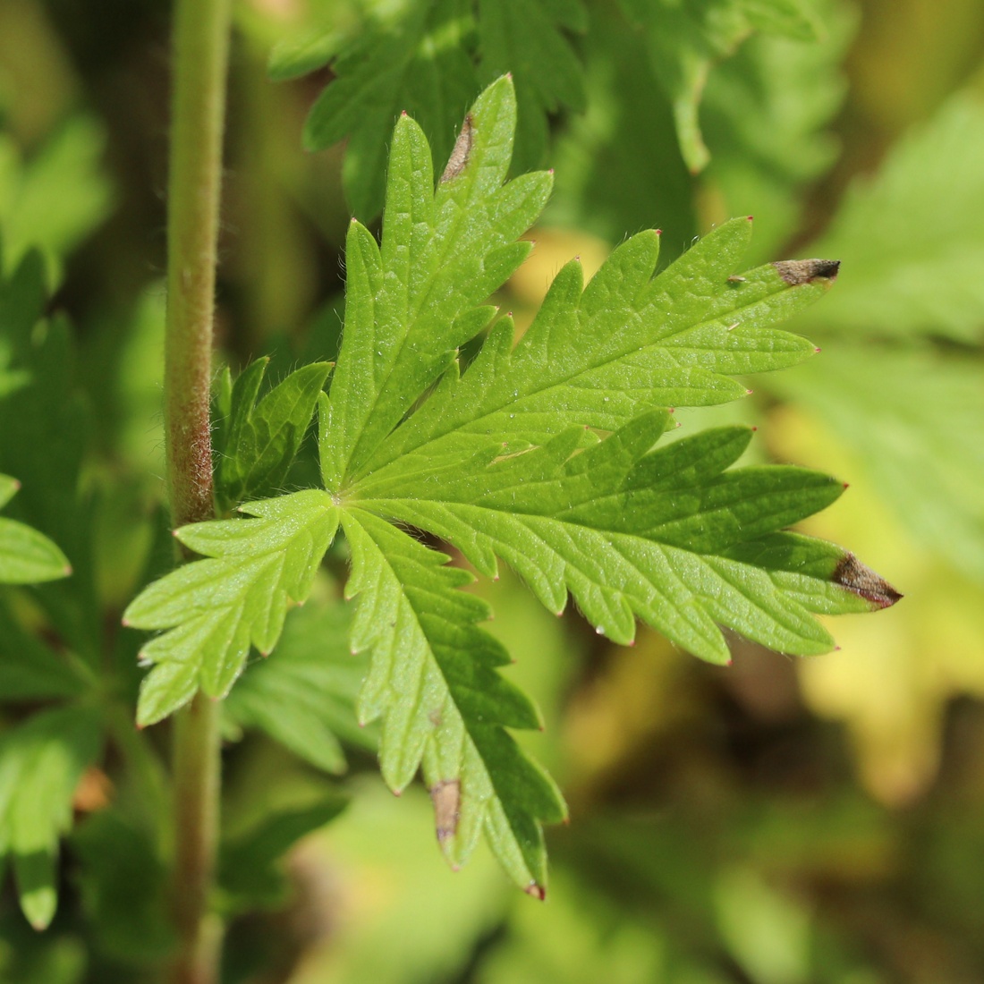 Image of Potentilla intermedia specimen.