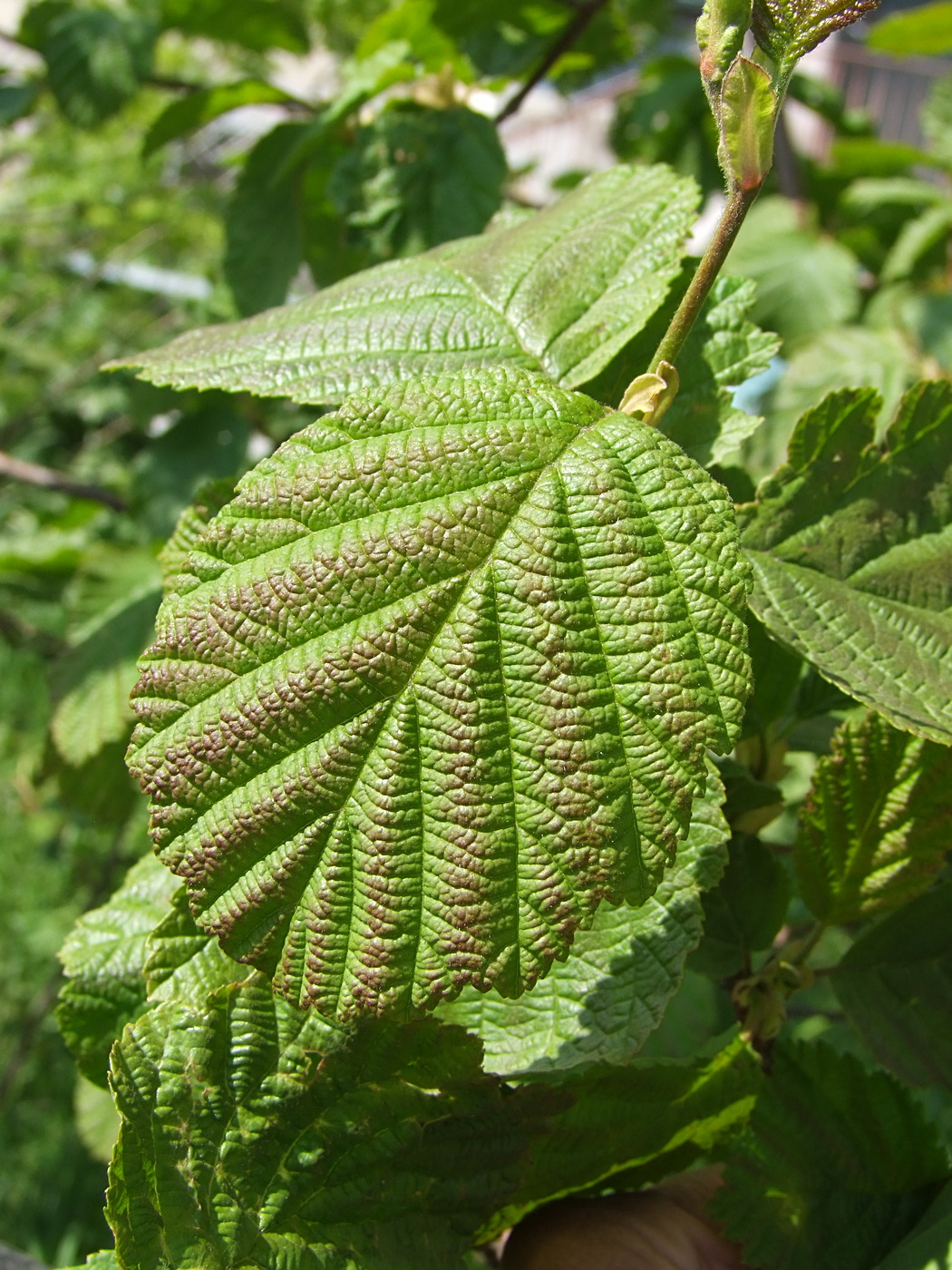 Изображение особи Alnus hirsuta.