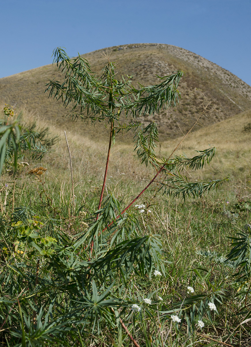 Image of Euphorbia virgata specimen.