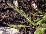 Achillea millefolium. Листья в нижней части побега. Московская обл., Дмитровский р-н, берег канала им. Москвы, зарастающий после прошлогоднего повреждения стройтехникой луг. 14.06.2023.