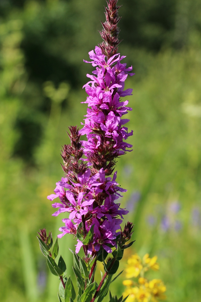 Image of Lythrum salicaria specimen.