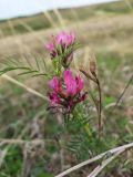 Astragalus cornutus. Соцветие и прошлогодние вскрывшиеся плоды-бобы. Самарская обл., Похвистневский р-н, западный склон горы Копейка, степь. 03.05.2023.