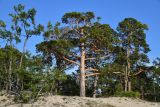 Pinus sylvestris