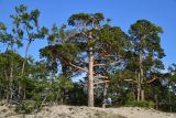 Pinus sylvestris. Взрослое дерево. Иркутская обл., оз. Байкал, о. Ольхон, Сарайский пляж, дюнные пески. 29 июля 2023 г.