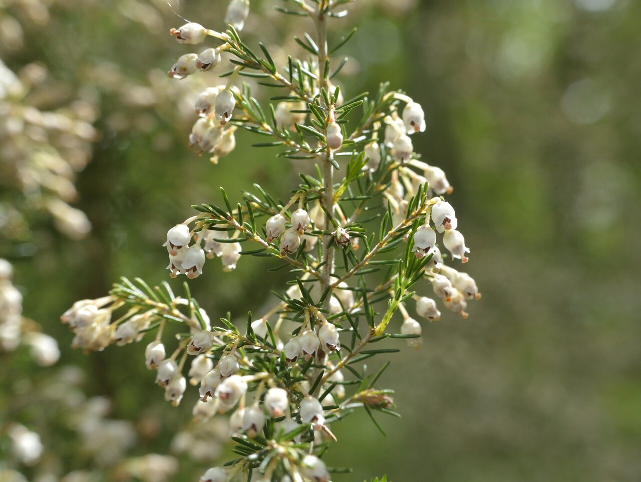 Изображение особи Erica arborea.