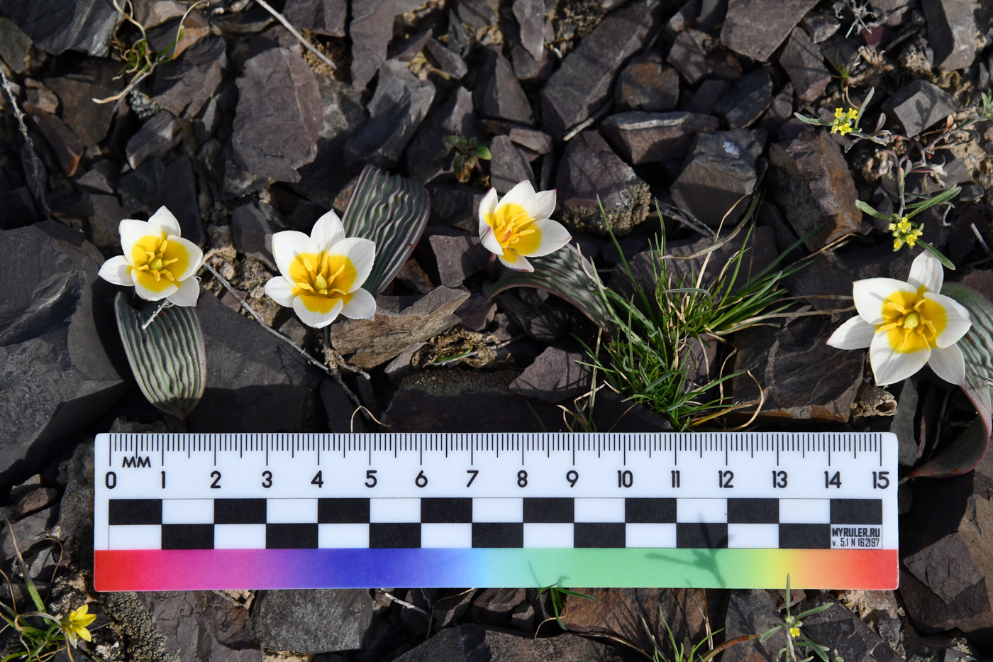 Image of Tulipa regelii specimen.