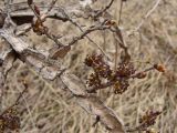 Ulmus japonica. Часть ветви с соцветиями. Хабаровский край, окр. г. Комсомольск-на Амуре, край сырого луга. 02.05.2024.