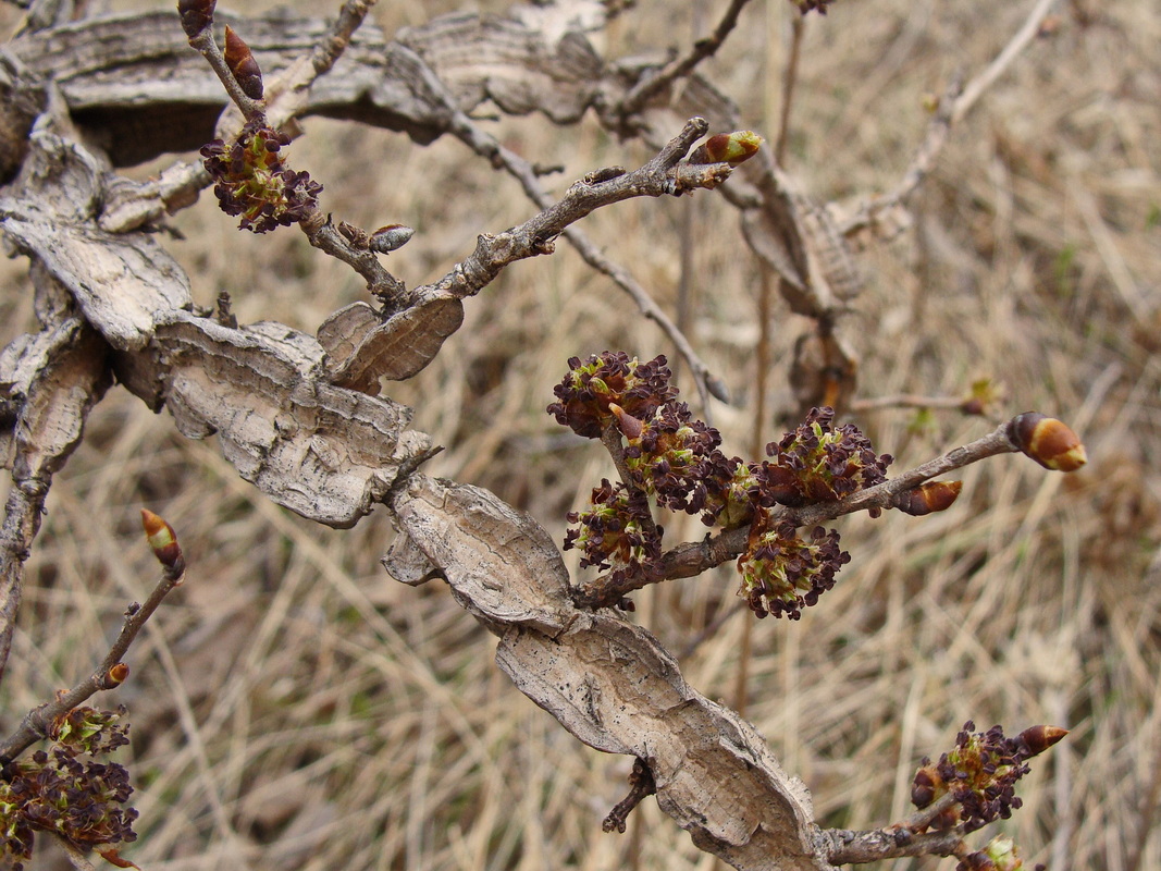 Image of Ulmus japonica specimen.