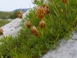 Trifolium polyphyllum. Плодоносящие растения. Адыгея, Кавказский биосферный заповедник, хр. Каменное Море, ≈ 2000 м н.у.м., в расщелине скалы. 28.07.2018.