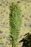 Dryopteris filix-mas