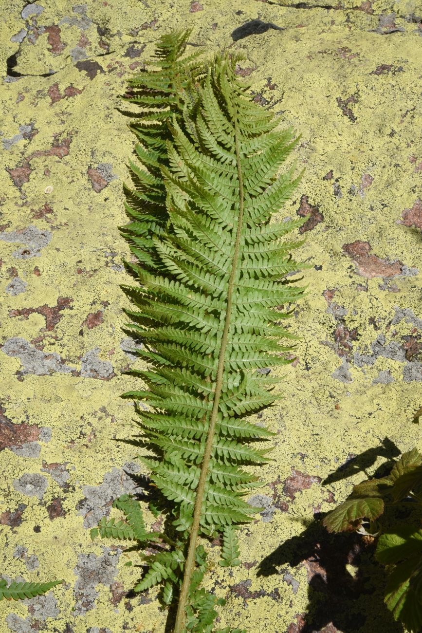 Image of Dryopteris filix-mas specimen.