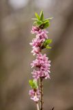 Daphne mezereum