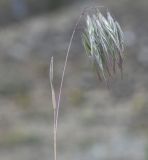 Anisantha tectorum