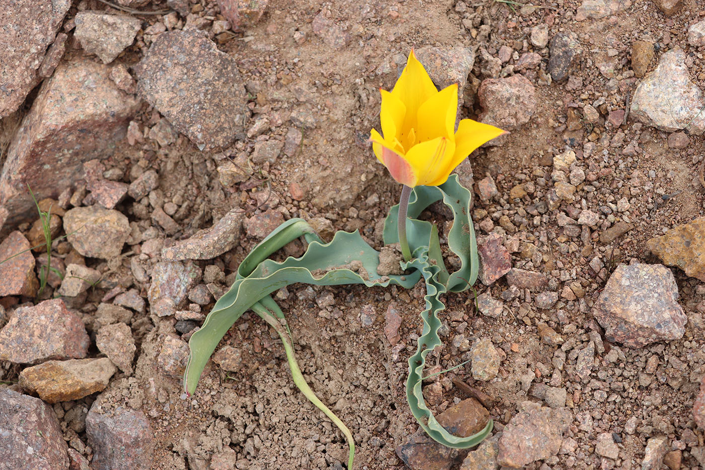 Изображение особи Tulipa dubia.
