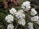 Eritrichium villosum