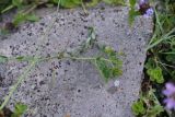 Securigera varia
