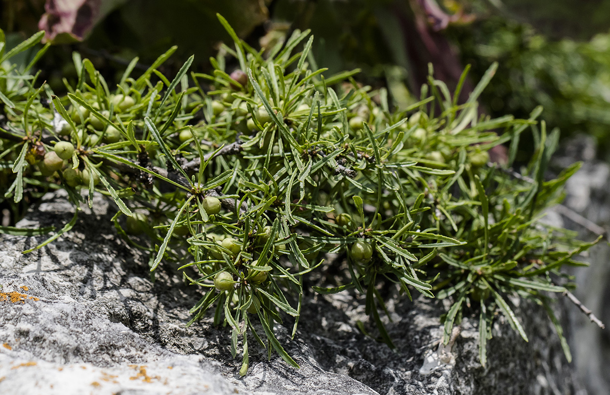 Image of Rhamnus tortuosa specimen.