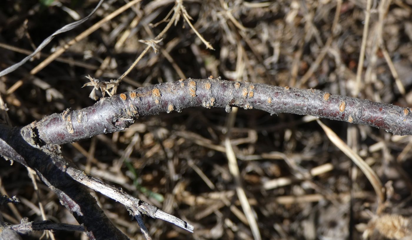 Image of Cerasus verrucosa specimen.