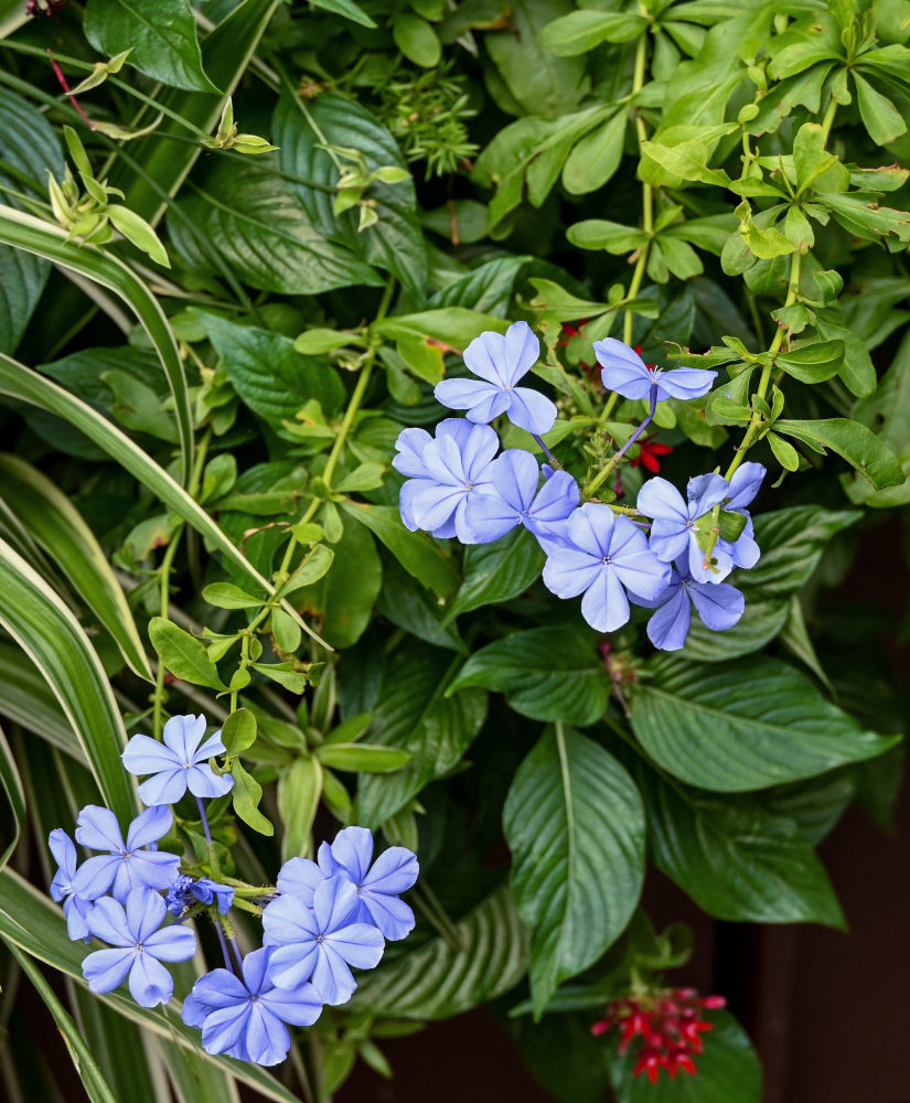 Image of Plumbago auriculata specimen.