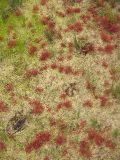 Drosera intermedia