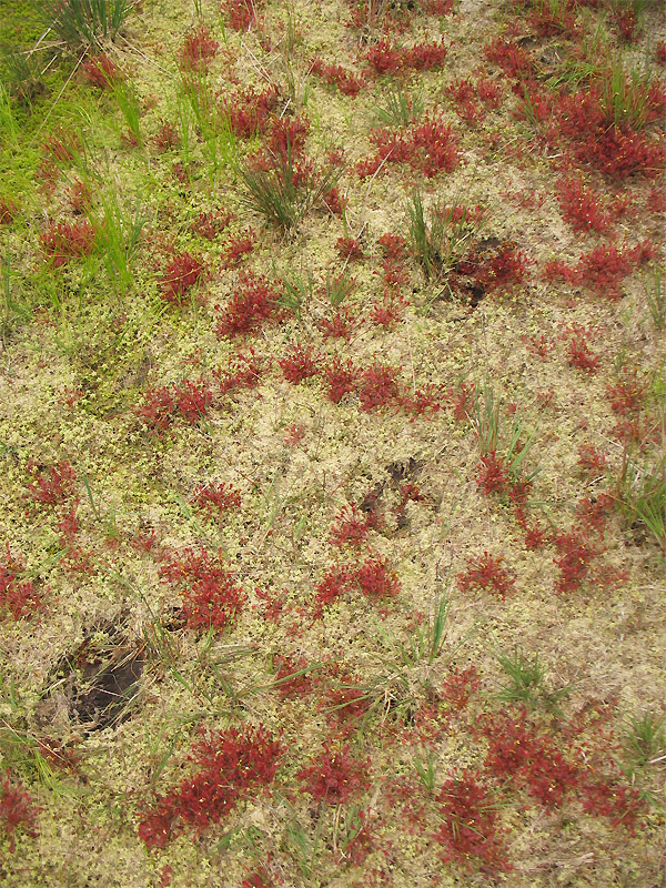 Изображение особи Drosera intermedia.