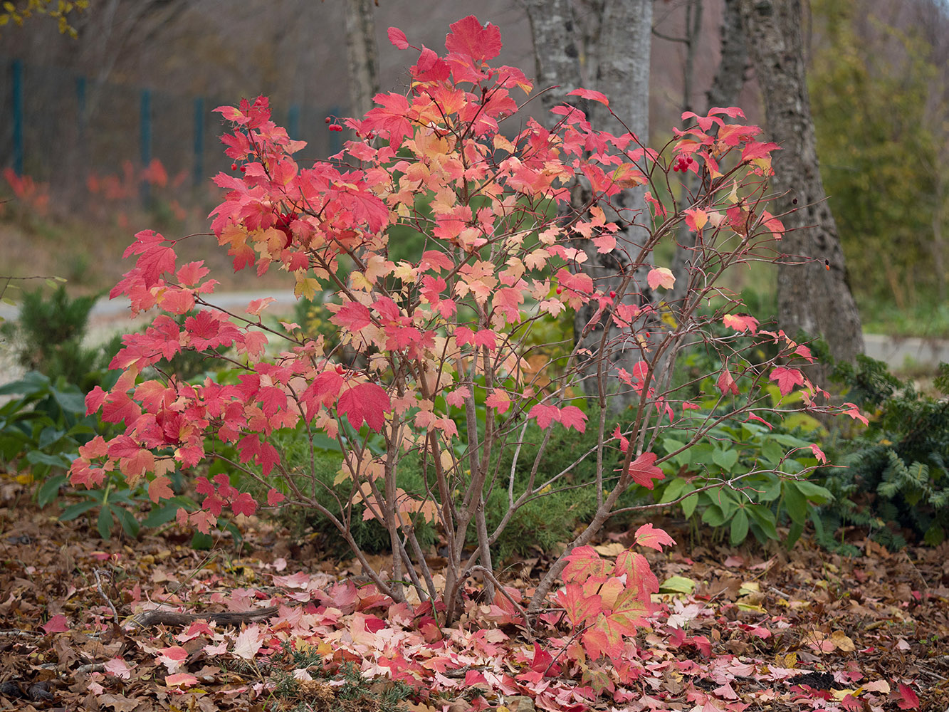 Изображение особи Viburnum opulus.