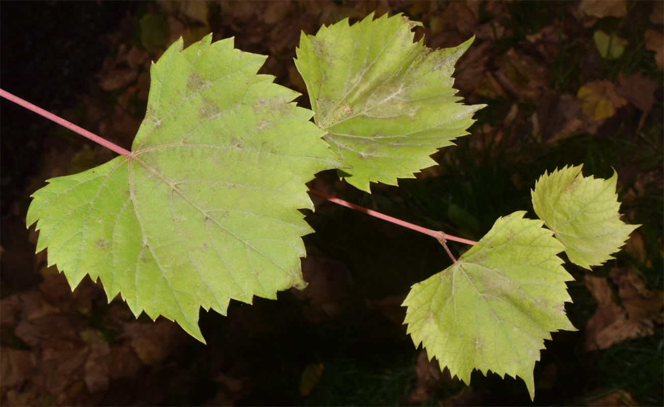 Изображение особи Vitis acerifolia.