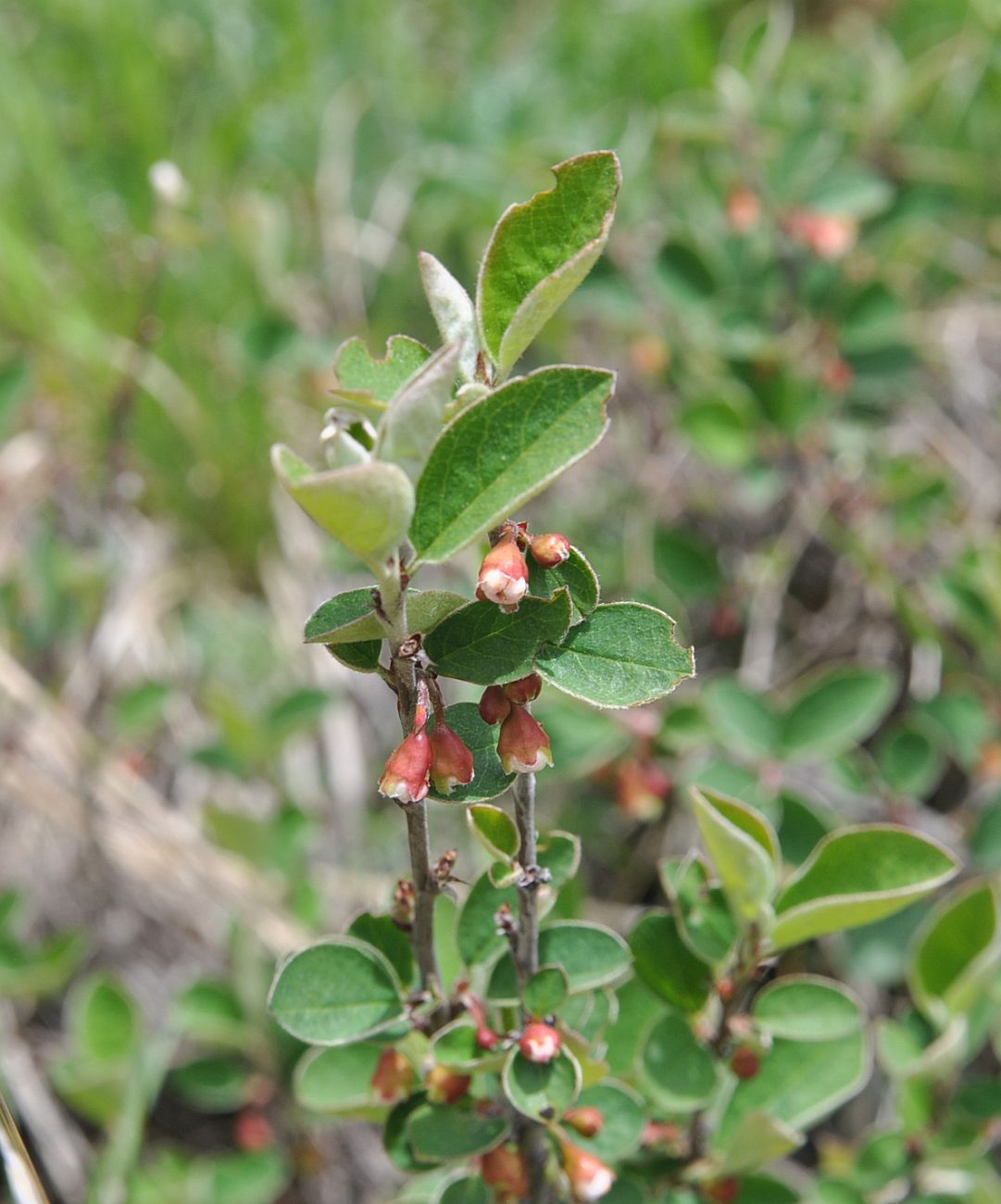 Image of Cotoneaster integerrimus specimen.