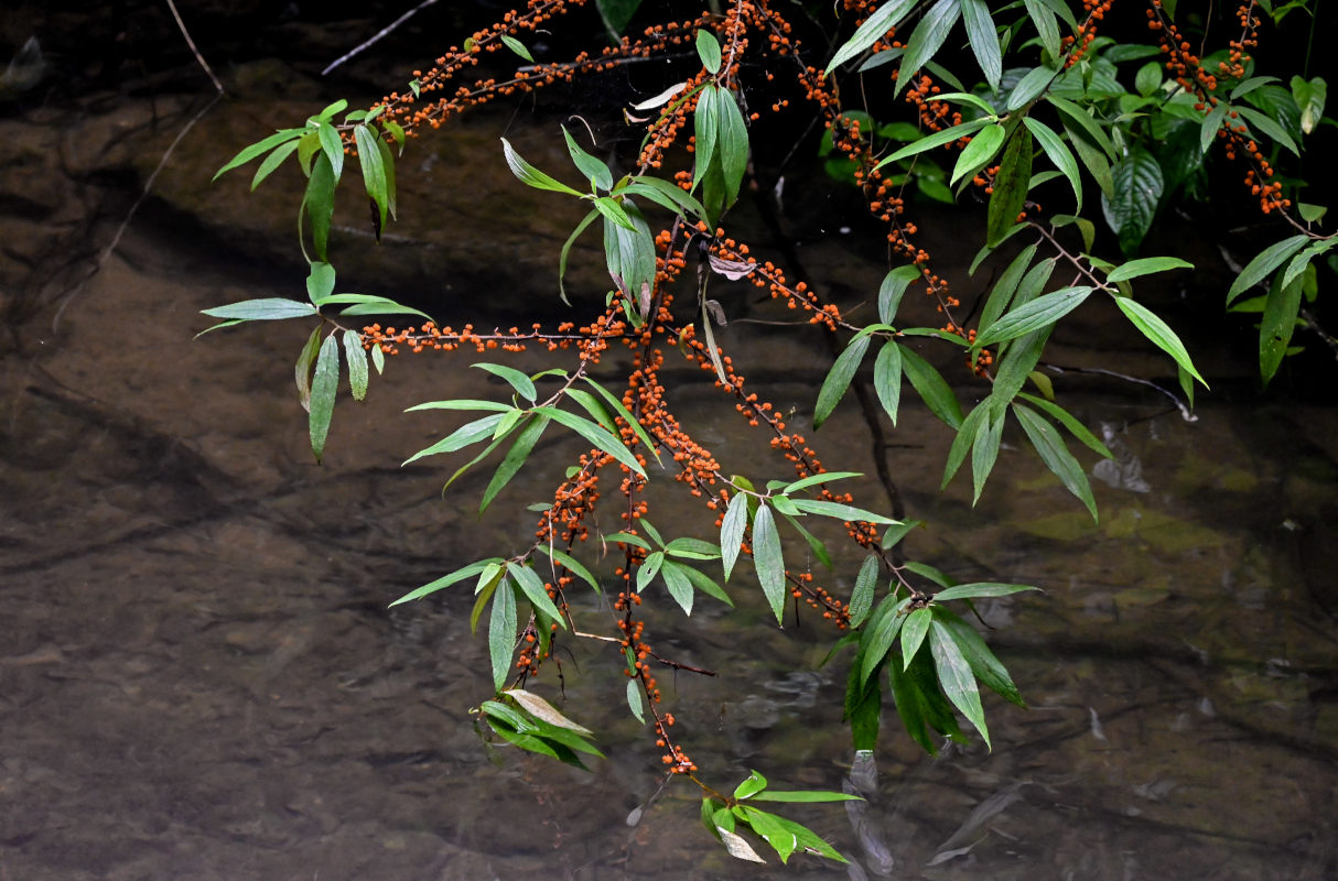Image of Debregeasia longifolia specimen.
