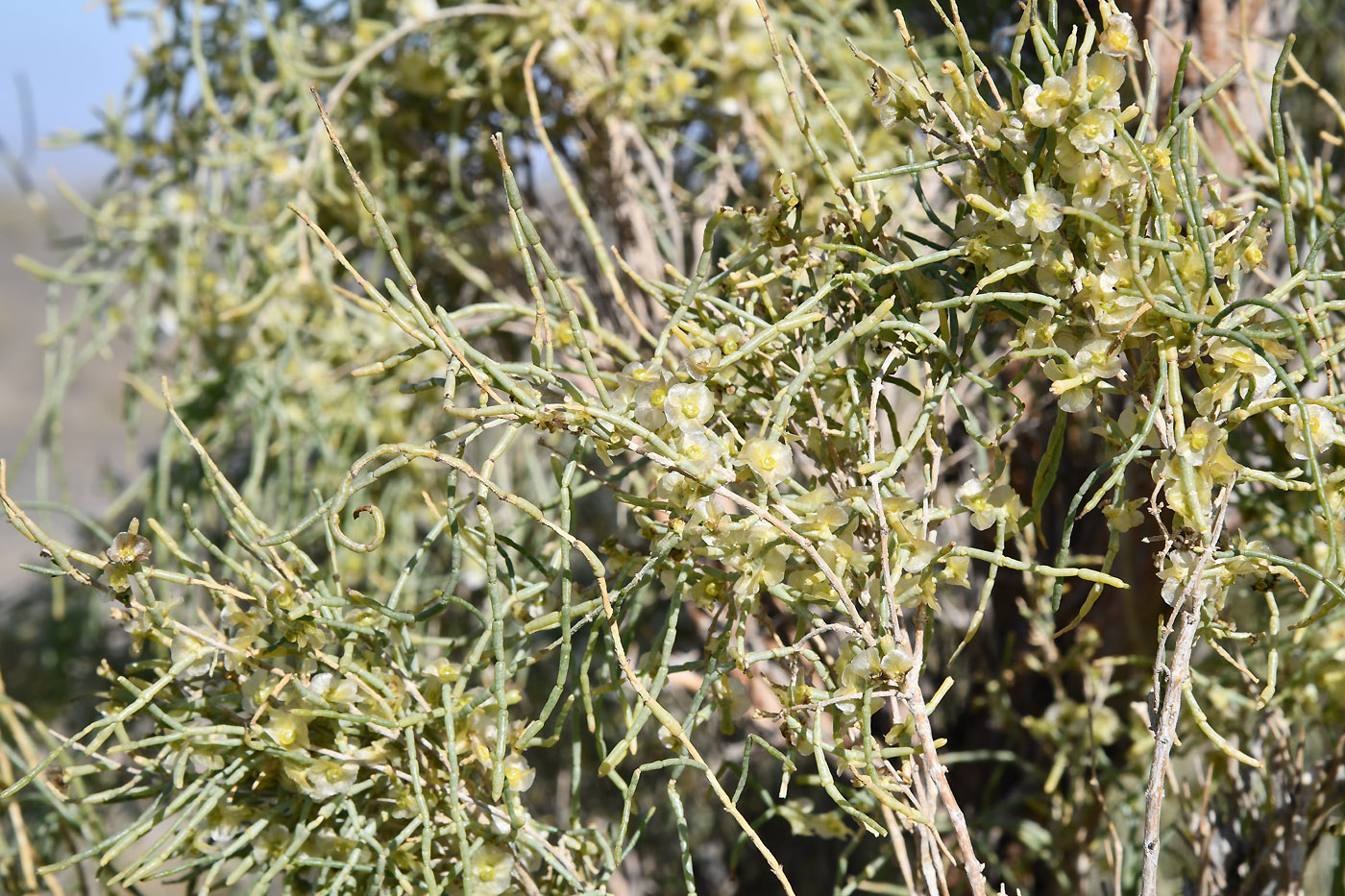 Image of Haloxylon aphyllum specimen.