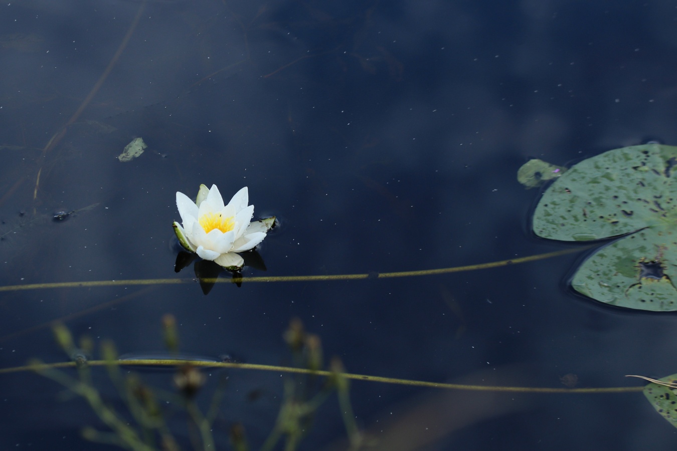 Изображение особи род Nymphaea.