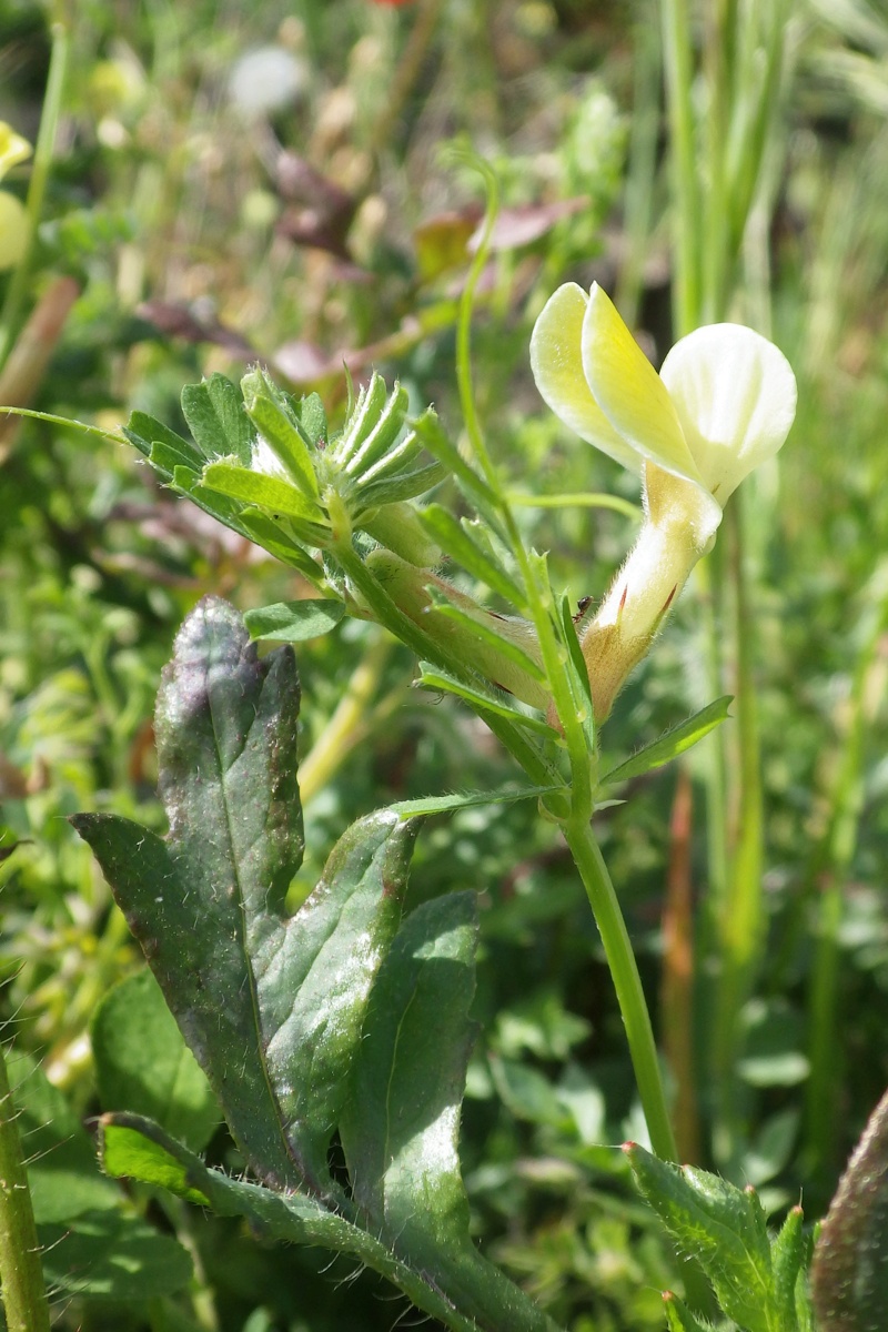 Изображение особи Vicia hybrida.