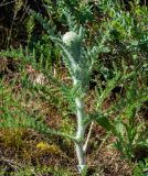 Handelia trichophylla