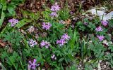 Cardamine quinquefolia. Цветущие растения. Краснодарский край, Сочи, Хостинский р-н, Агурское ущ., опушка широколиственного леса. 14.03.2025.
