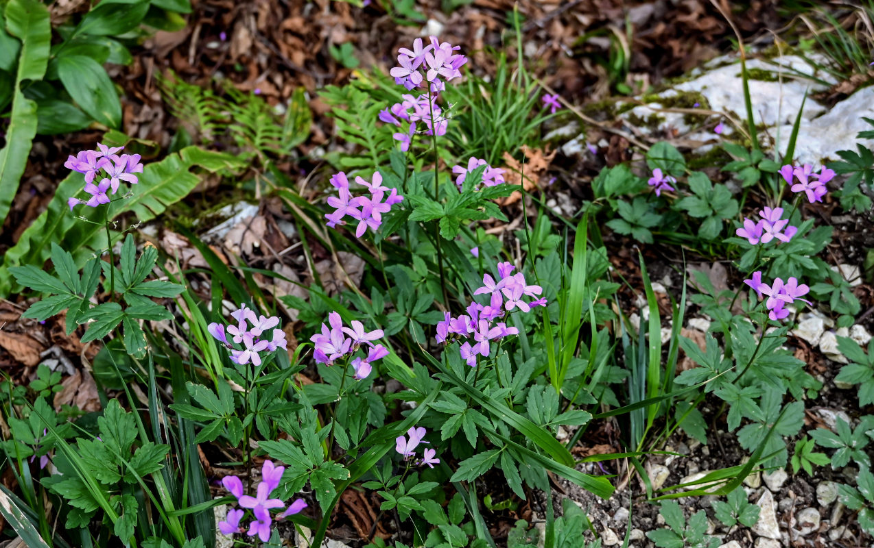 Изображение особи Cardamine quinquefolia.