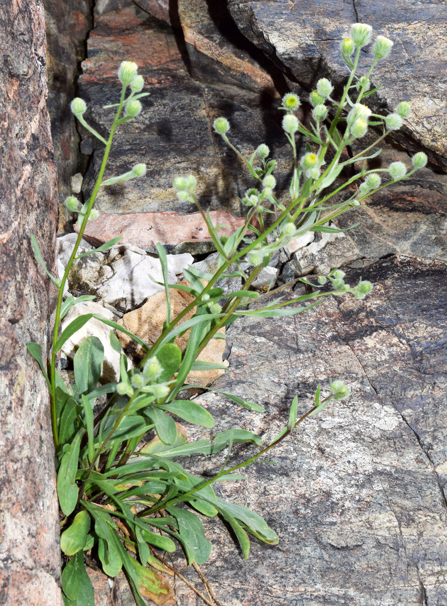 Image of Erigeron khorassanicus specimen.