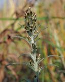 Omalotheca sylvatica. Верхушка плодоносящего растения. Ульяновская обл., Мелекесский р-н, окр. пос. Дачный, молодая несомкнувшаяся сосновая посадка, песчаный грунт. 01.10.2023.
