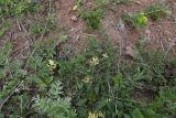 genus Astragalus