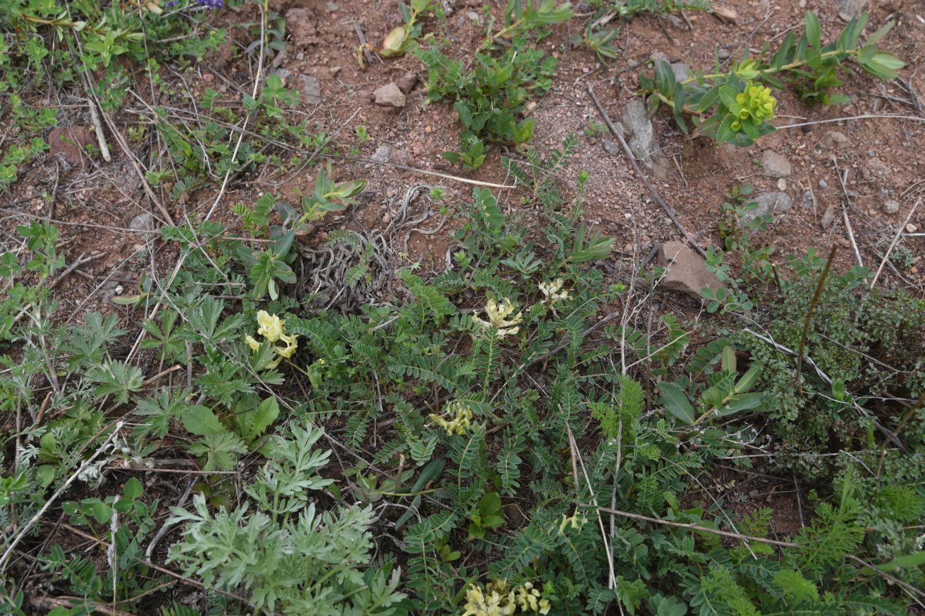 Image of genus Astragalus specimen.