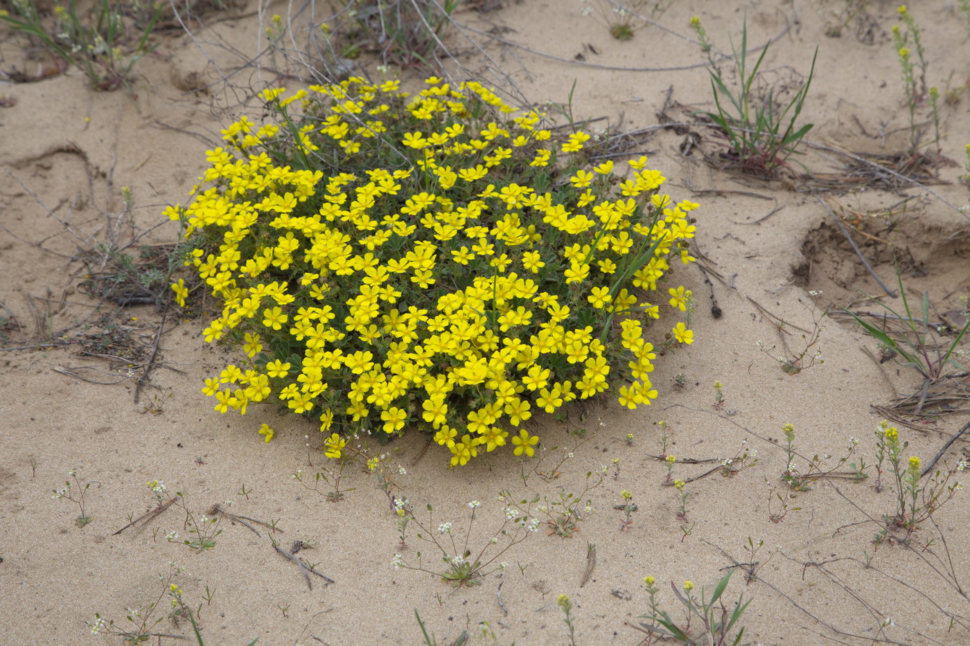Image of genus Potentilla specimen.