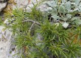 Rhamnus tortuosa