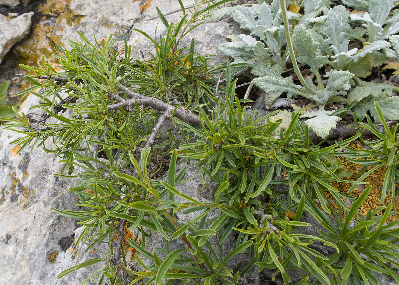 Изображение особи Rhamnus tortuosa.