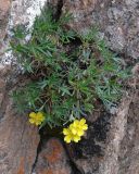 Potentilla biflora