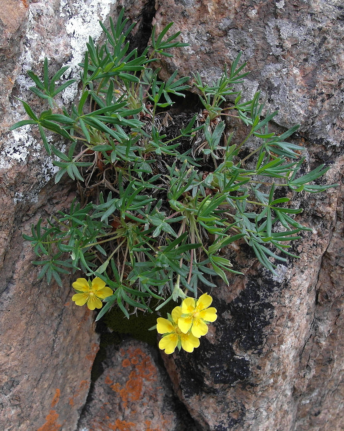 Image of Potentilla biflora specimen.