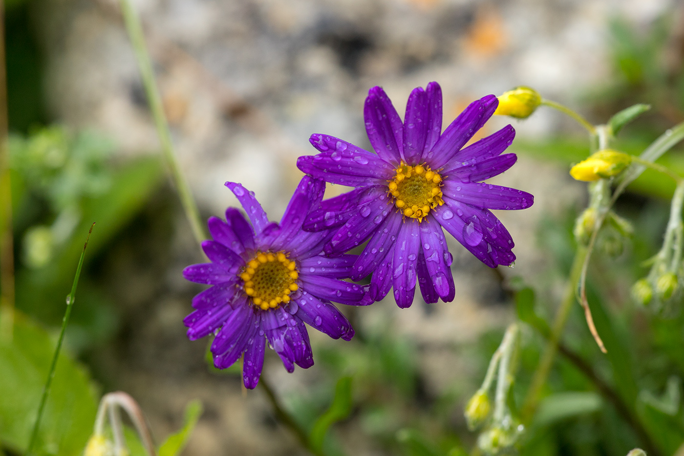 Image of Aster alpinus specimen.