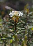Ledum palustre