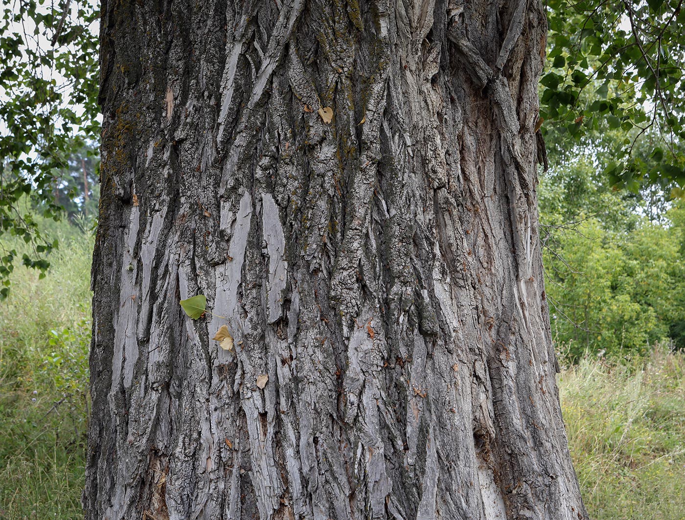 Image of Populus nigra specimen.